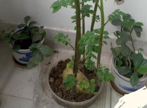 土豆种植的全部过程 土豆的种植过程4个步骤