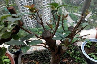 夏天可以给桂花树修剪吗 桂花树修剪方法图解