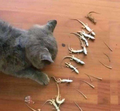 壁虎进宅要死人吗 壁虎入宅真正的含义