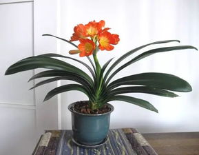 夏天君子兰突然开花寓意 君子兰报喜是真的吗