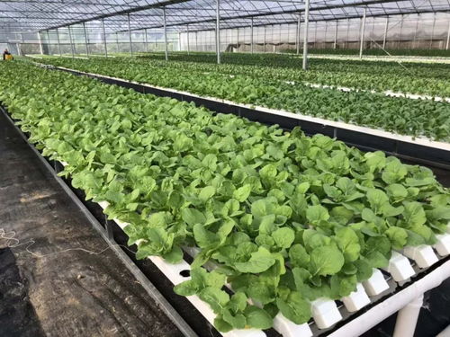 夏天一般几点给蔬菜浇水最好 夏天高温什么时候浇菜最好