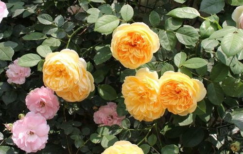 夏天修剪月季早晨还是下午 8月底之前月季重剪还是轻剪