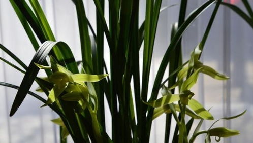 夏天养兰花的注意事项 夏天兰花的养殖方法和浇水