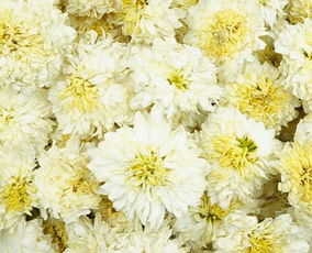 夏天喝杭菊还是贡菊 长期喝贡菊有什么危害