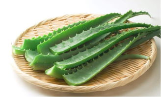 夏天移栽芦荟能活吗 芦荟一片叶子能栽活吗