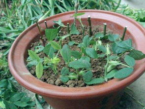 夏天月季扦插多久生根 8月份扦插月季几天发芽