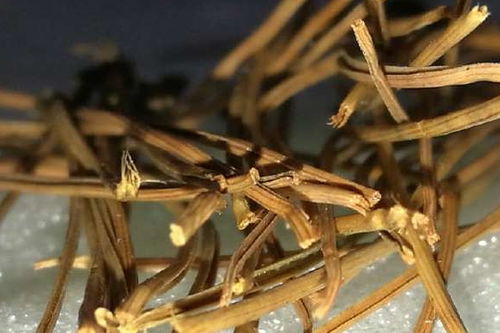 夏天松针发酵几天能用 松针暴晒几天可以种花