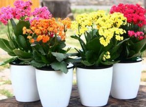 夏天栽什么花成活率高 夏天种什么绿植好养活