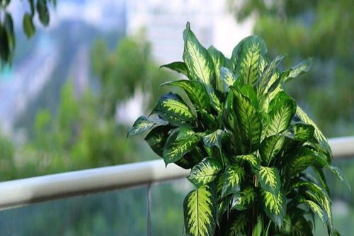 夏天适合买的盆栽 8月适合养什么盆栽