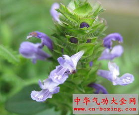 夏枯草十蒲公英可以治疗 夏枯草的副作用太大了