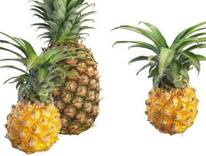 夏天有菠萝卖吗 八月份还有菠萝吗