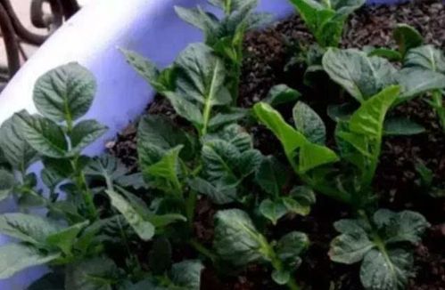 夏天芽接多少天去膜 夏天芽接后几天发芽