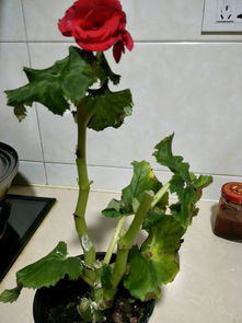 夏天独有的植物 夏天最常见的十种花