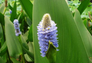夏枯草为什么叫夏枯草 夏枯草的副作用太大了