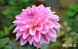 大丽花花期多长时间 大丽花一年开几次花