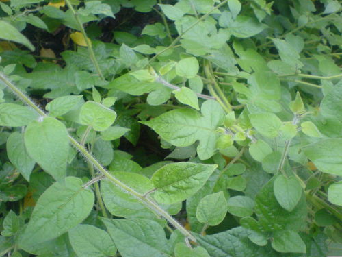 夜交藤有几种叫法 夜交藤别名