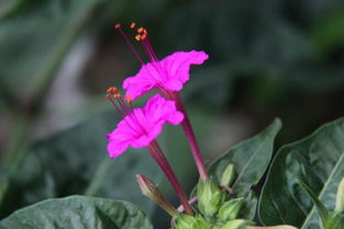 夜来香几点开花 夜来香为什么不吉利