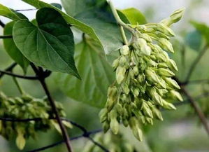 夜香花的食用禁忌 夜香花要焯水吗