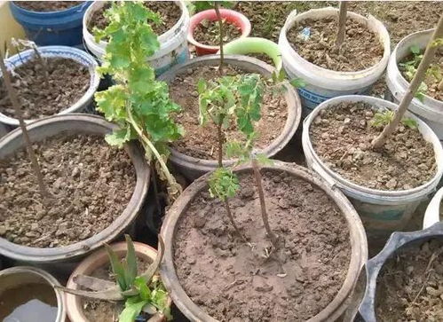 多肉叶扦插每天喷水 扦插的多肉几天浇一次水