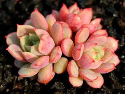 多菌灵主要治什么病 多菌灵什么时候用最好