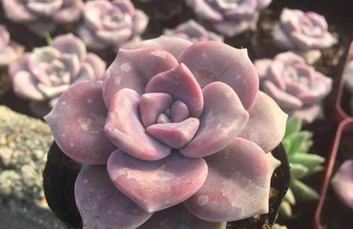 多肉紫乐的禁忌 紫乐多肉的优点和缺点