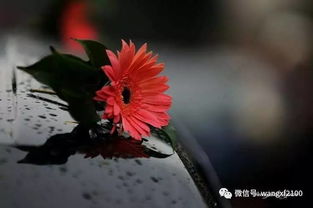 夜来香表达什么情感 夜来香感悟人生
