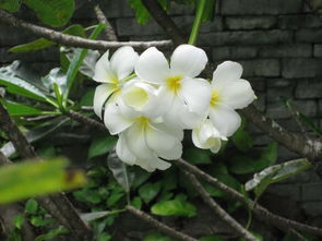 夜来香和晚香玉的区别 晚香玉为什么叫公交车