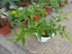 夜来香象征着什么寓意 夜来香有什么风水禁忌