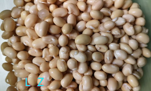 大豆包括哪几种豆 大豆与黄豆的区别是什么