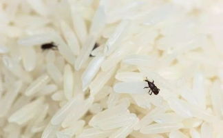 大米生蛾子满屋都是怎么处理 米虫飞蛾满屋怎么消灭