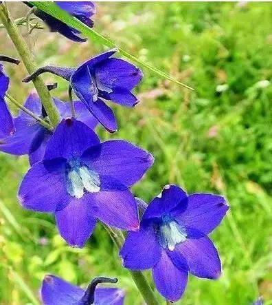 大花飞燕草可以在北方越冬吗 大花飞燕草一年开几次