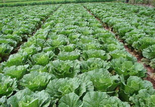 大白菜亩产5万斤 亩产3万斤大白菜品种