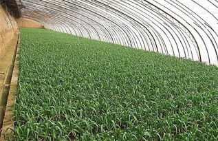 大蒜苗的生长过程 蒜苗30天的观察记录图