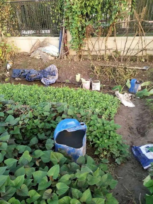 大粪埋进土里多久会消失 大便埋土里多久能种菜