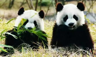 大熊猫吃竹子不割嘴吗 大熊猫不吃竹子能活吗