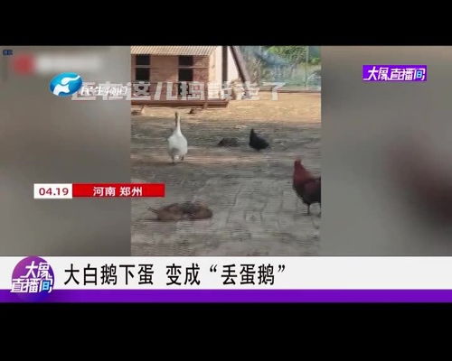 大白鹅养多久开始下蛋 鹅下蛋前的征兆