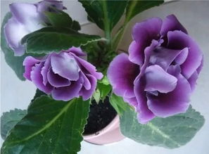 大岩桐扦插最佳方法 大岩桐扦插水生根图片