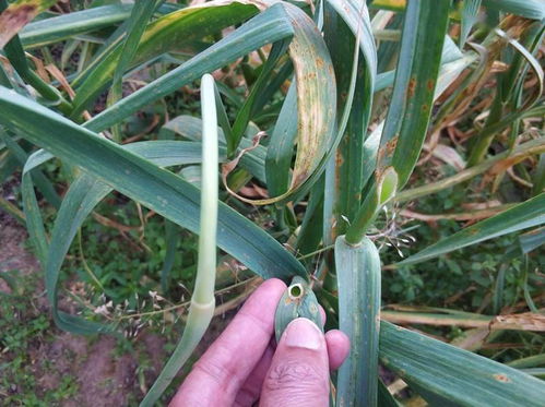 大蒜不拔蒜苔可以吗 蒜苔抽了大蒜还会长吗