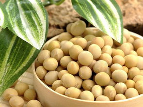 大豆种深好还是浅好 黄豆是上午种还是下午种