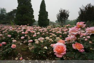 大门口一侧栽月季花好吗 月季花栽大门前吉利吗