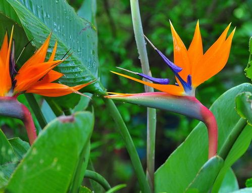 天堂鸟绿植除甲醛吗 为什么家里不能养天堂鸟