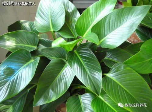 大金钻喜阴还是喜阳 大叶金钻浇水的正确方法