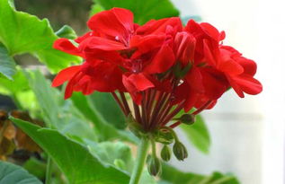 天竺葵最好看的品种 十大漂亮天竺葵