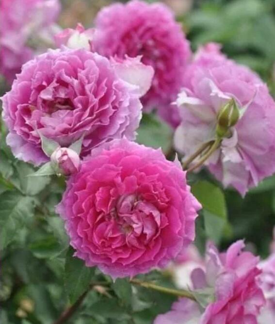 天方夜谭月季好还是海神王好 铃之妖精和海神王哪个好