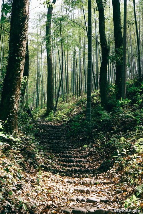 大门正对着竹林是吉是凶 农村大门前有竹林好吗
