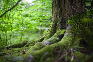 大量采野生苔藓犯法吗 大量收购苔藓商家电话
