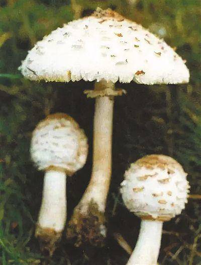 大青褶伞煮熟了还有毒吗 大青褶伞吃了会死人吗