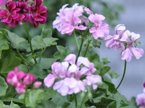 天竺葵叶子发白如何恢复 天竺葵叶子白化怎么回事