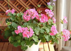 天竺葵新长的叶子发白 天竺葵叶子白化怎么回事