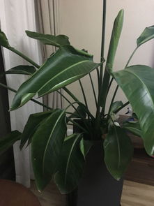 天堂鸟剪下来的枝叶会生根吗 天堂鸟叶子扦插